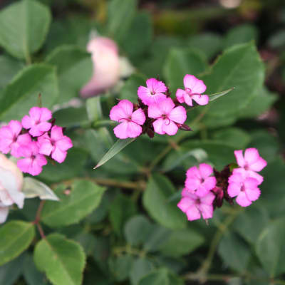 Dianthus carthusianorum