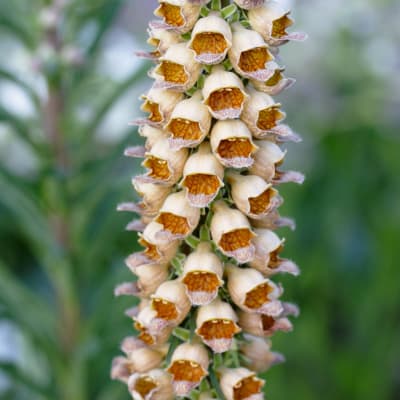 Digitalis ferruginea 'Gelber Herold'