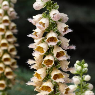 Digitalis ferruginea 'Gigantea'