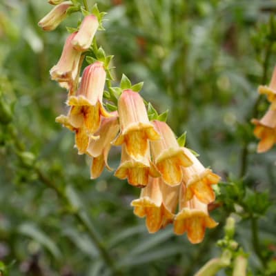Digitalis seeds