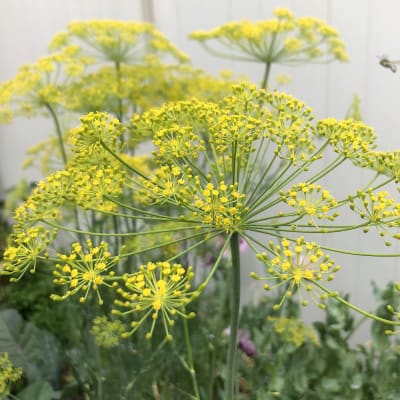 Dill 'Mammoth'