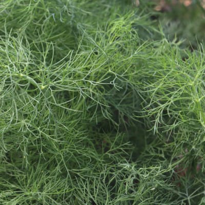 Dill 'Szmaragd'