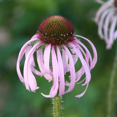 Echinacea pallida