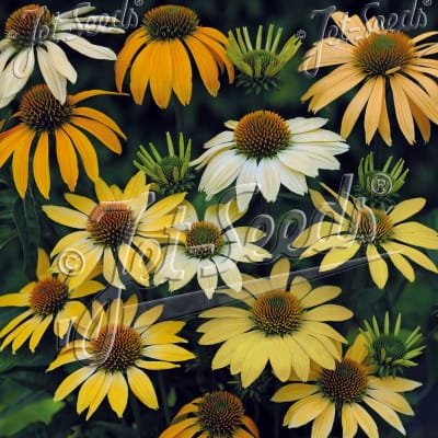 Echinacea purpurea 'Mellow Yellows'