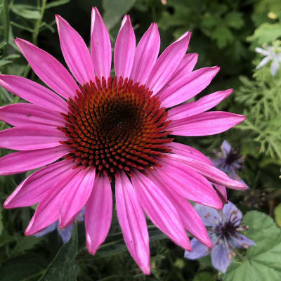 Echinacea purpurea 'Ruby Star'