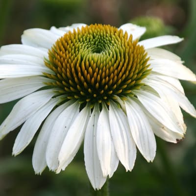 Echinacea seeds