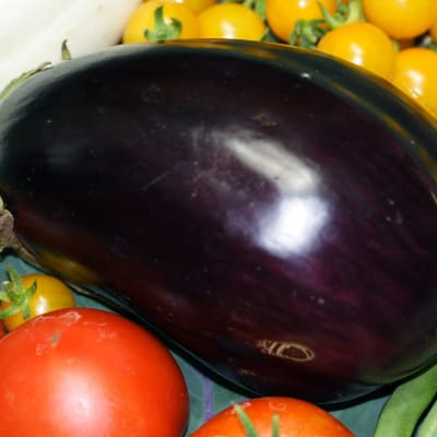 Eggplant 'Black Beauty'