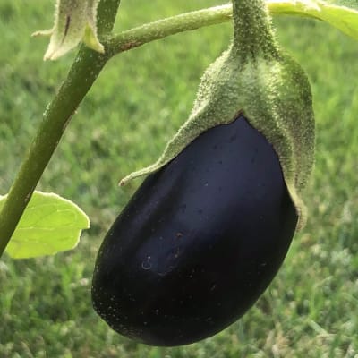 Eggplant 'Diamond'