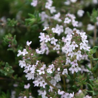 English Thyme