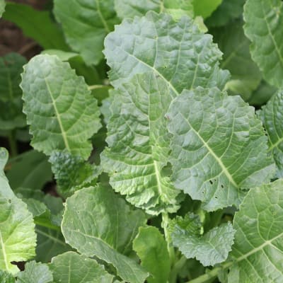 Ethiopian Kale