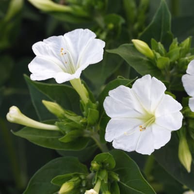 Four O'Clock seeds