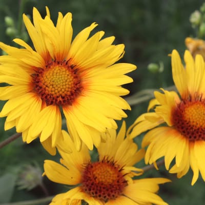 Gaillardia 'Amber Wheels'