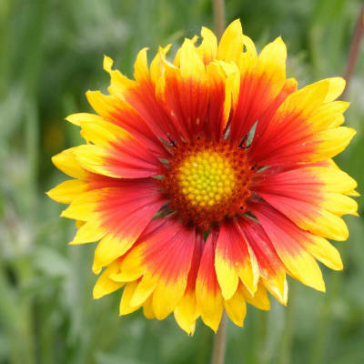 Gaillardia 'Bremen'