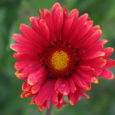 Gaillardia 'Burgundy'