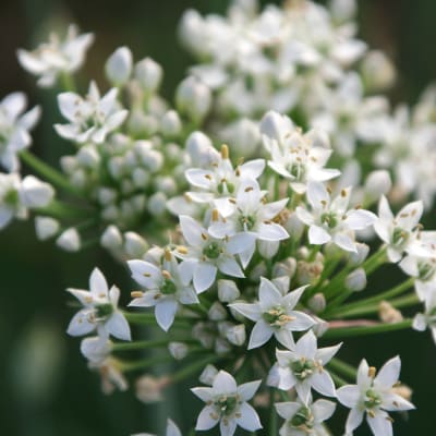 Garlic Chives