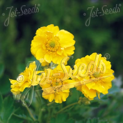 Geum 'Sunrise'