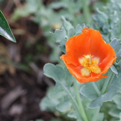 Glaucium 'Burnt Orange'
