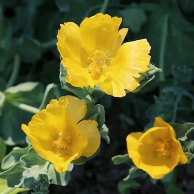 Glaucium flavum