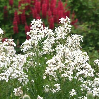 Hesperis matronalis Alba