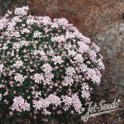 Iberis aurosica 'Sweetheart'