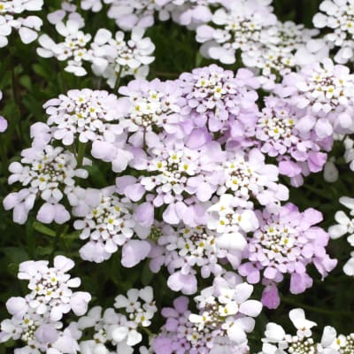 Iberis gibraltarica