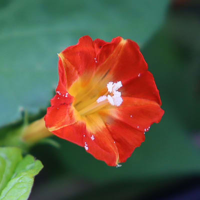 Hearts and Honey Vine 'Sunspots'