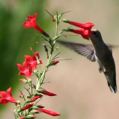Ipomopsis rubra