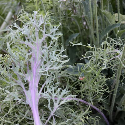 Kale 'Feathered Frills'