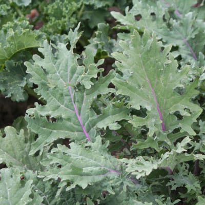 Kale 'Red Russian'