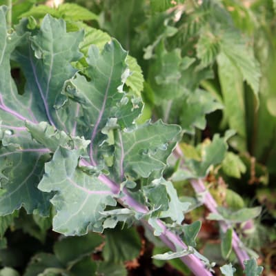 Kale 'Red Ursa'