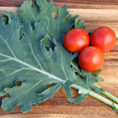 Kale 'White Russian'