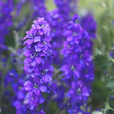 Larkspur 'Fancy Blue Purple'