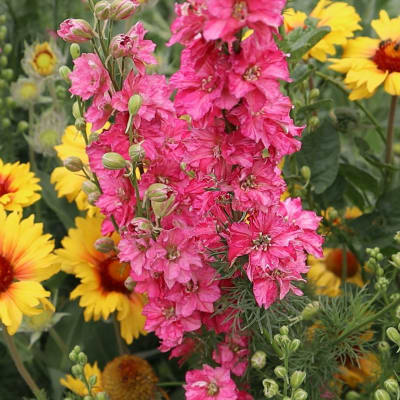 Larkspur 'Fancy Rose Striped'