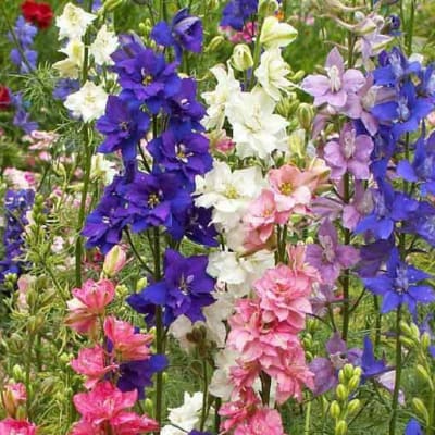 Larkspur 'Giant Imperial Mixed'