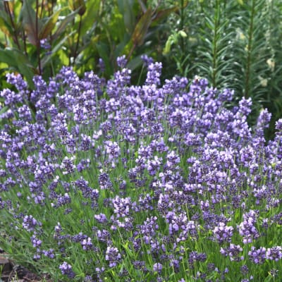 Lavender 'Lady'