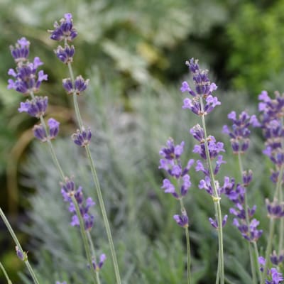Lavender 'Vera'