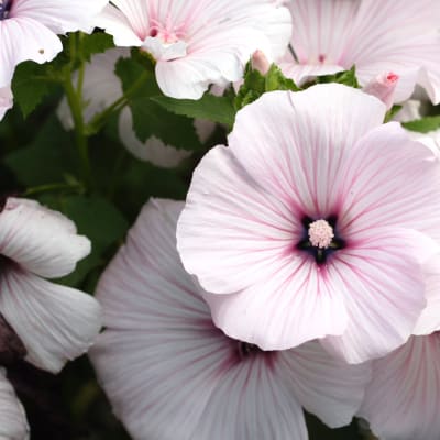 Lavatera 'Pink Beauty'