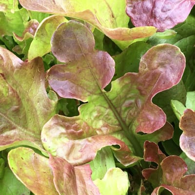 Lettuce 'Blushed Butter Oak'