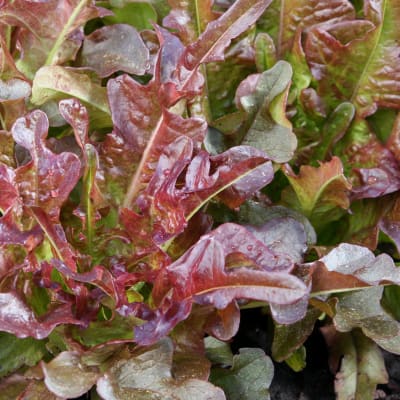 Lettuce 'Bronze Arrow'
