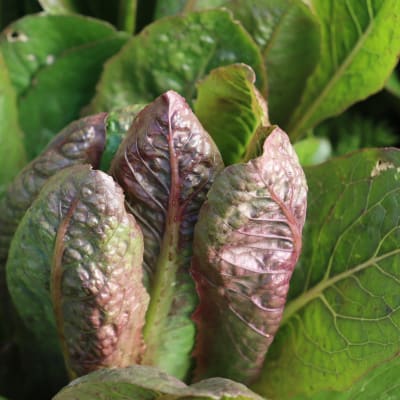 Lettuce 'Brown Goldring'