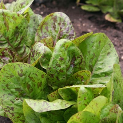 Lettuce 'Forellenschluss'