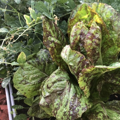 Lettuce 'Lava Lamp Romaine'