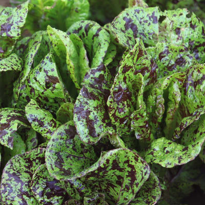 Lettuce 'Mayan Jaguar'