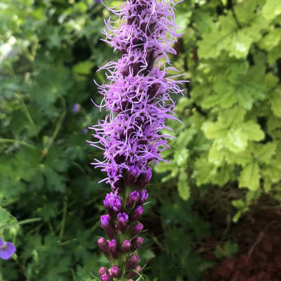 Liatris spicata 'Floristan Violet'