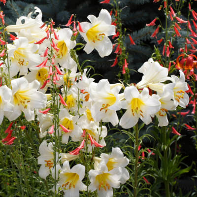 Lilium regale Album