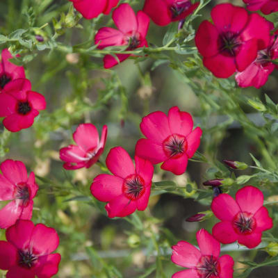 Scarlet Flax