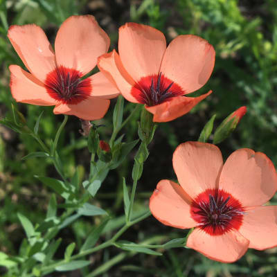 Flax 'Salmon'