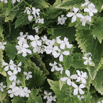 Lunaria annua 'Alba Variegata'