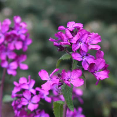 Lunaria annua