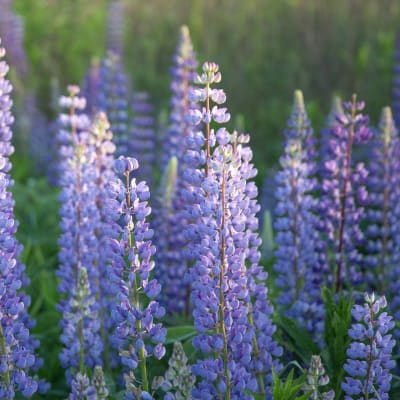 Lupinus perennis